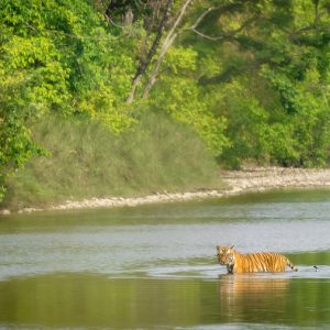 Tiger at Bardia National Park