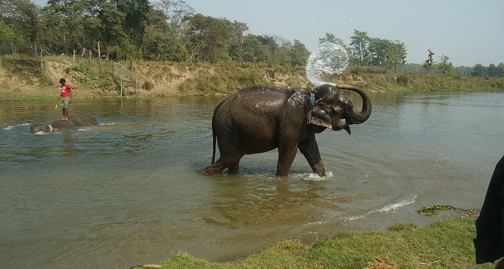 Elephant Bathing in Chitwan National Park