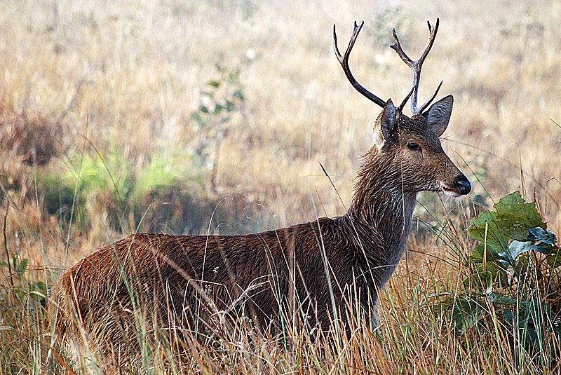 Wildlife in Suklaphanta National Park
