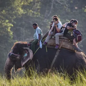 Jungle safari in nepal