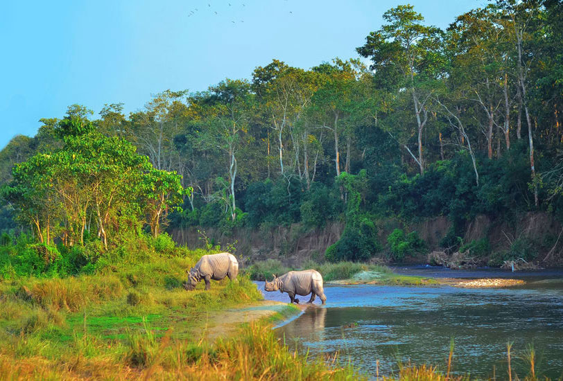 Two Rhinos in sight during Jungle Safari
